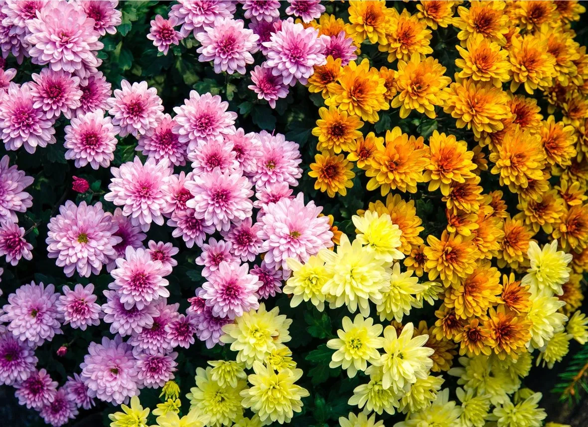 crisantemo fiore doppio