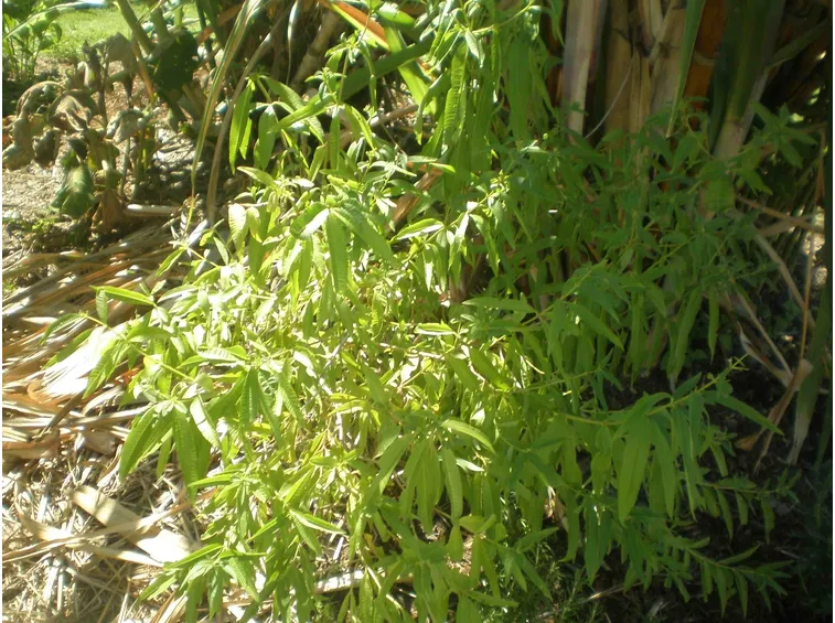 Cespuglio melissa officinalis