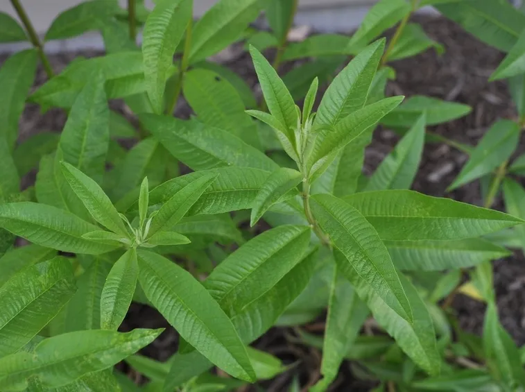 Foglie melissa officinalis