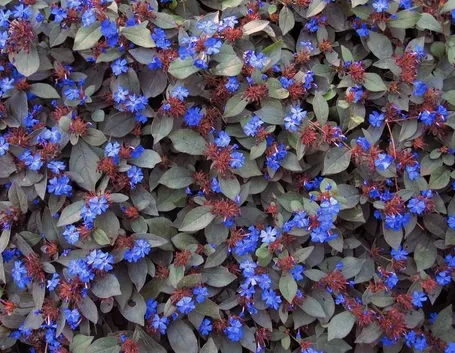 Tappetto di ceratostigma plumbaginoides in fiore