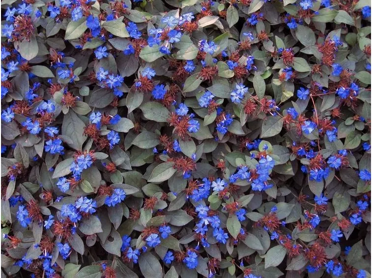 Tappetto di ceratostigma plumbaginoides in fiore