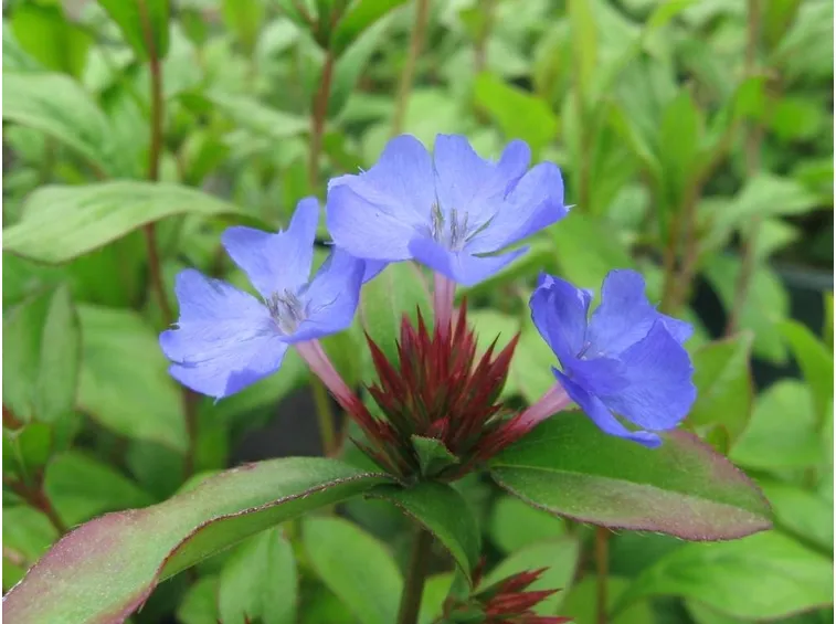 particolare del fiore