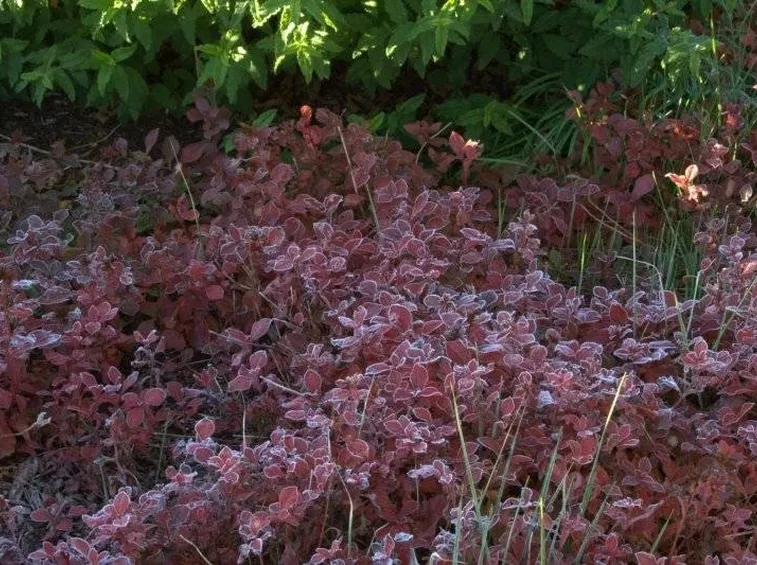 le foglie di Ceratostigma plumbaginoides in autunno