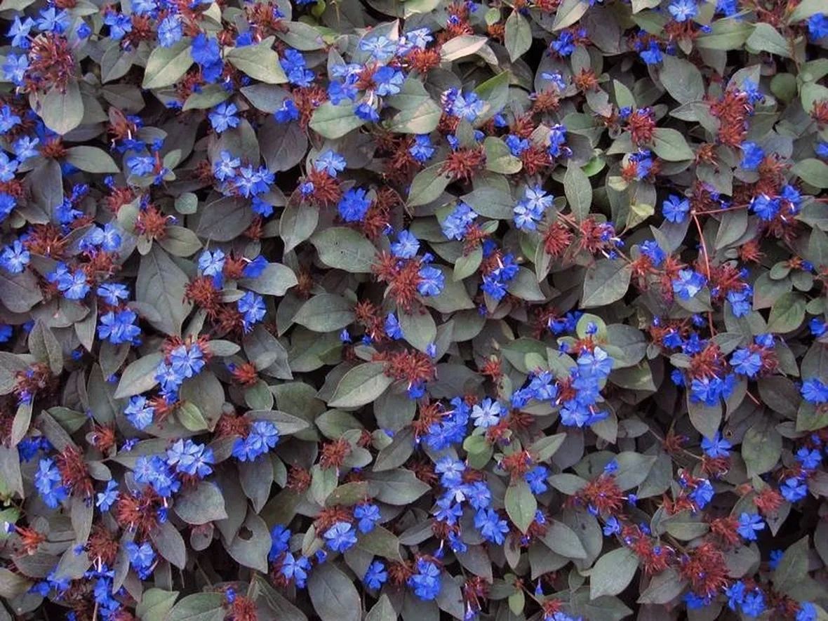 Tappetto di ceratostigma plumbaginoides in fiore