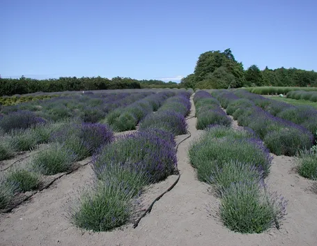 Coltivazione della lavanda