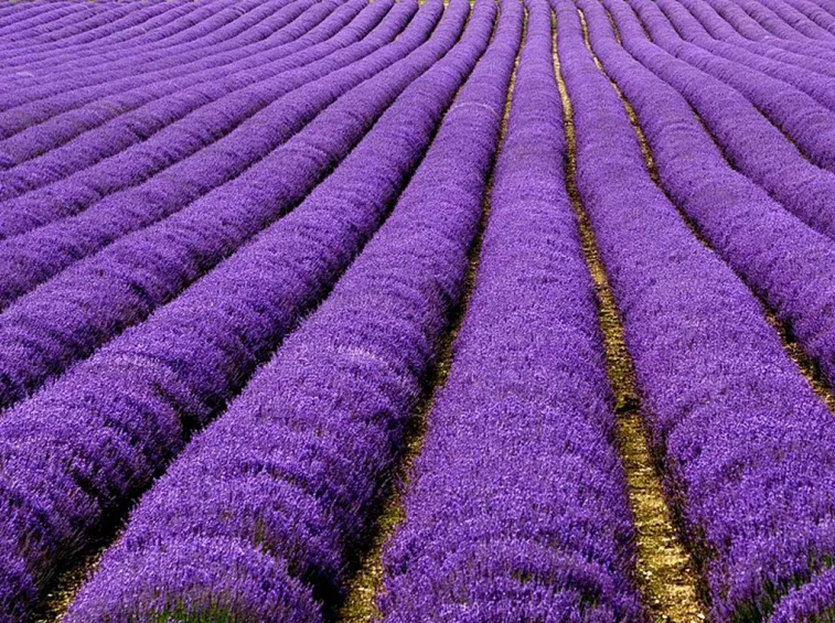 La produzione di lavanda