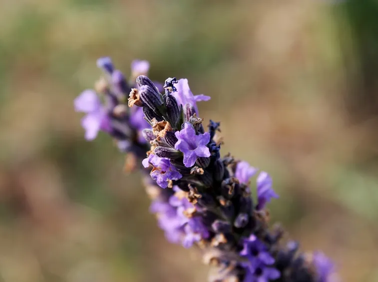 Particolare del fiore di lavanda