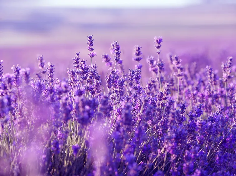Campo di lavanda
