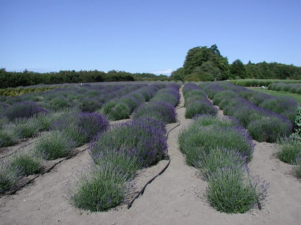 Coltivazione della lavanda