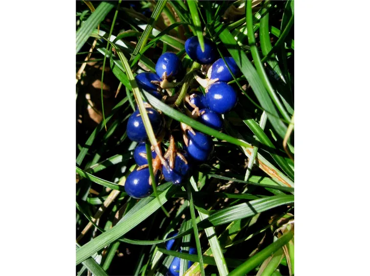 Bacche convallaria