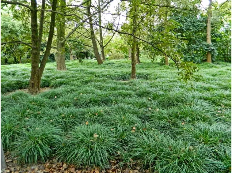 Giardino convallaria