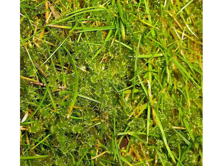 Erba infestata muschio