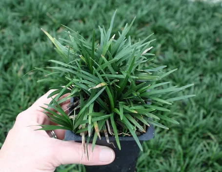 Piantina convallaria nana