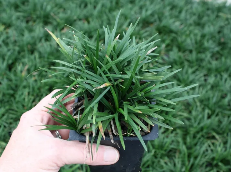 Piantina convallaria nana