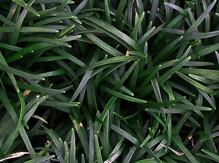 Foglie convallaria japponica