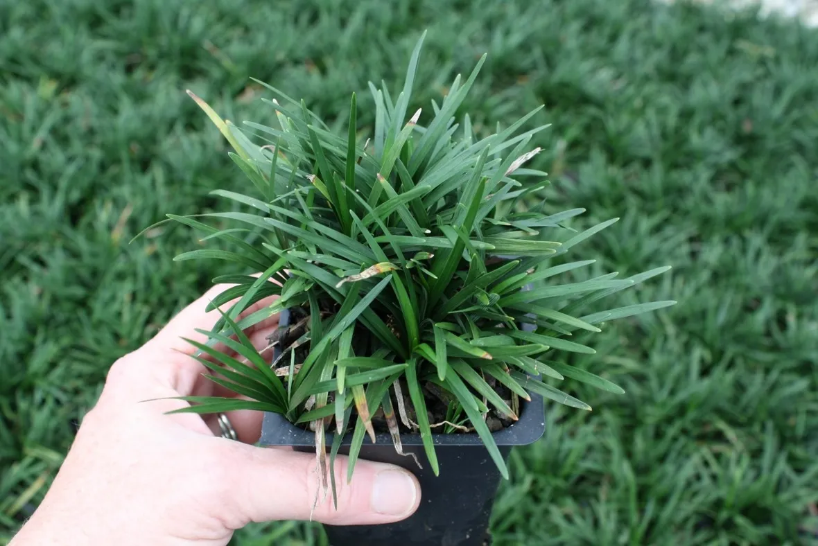 Piantina convallaria nana