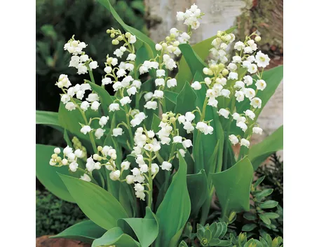 Fiori della Convallaria majalis (mughetto)
