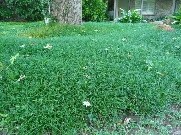 Convallaria japonica interrata in posizione semi ombreggiata