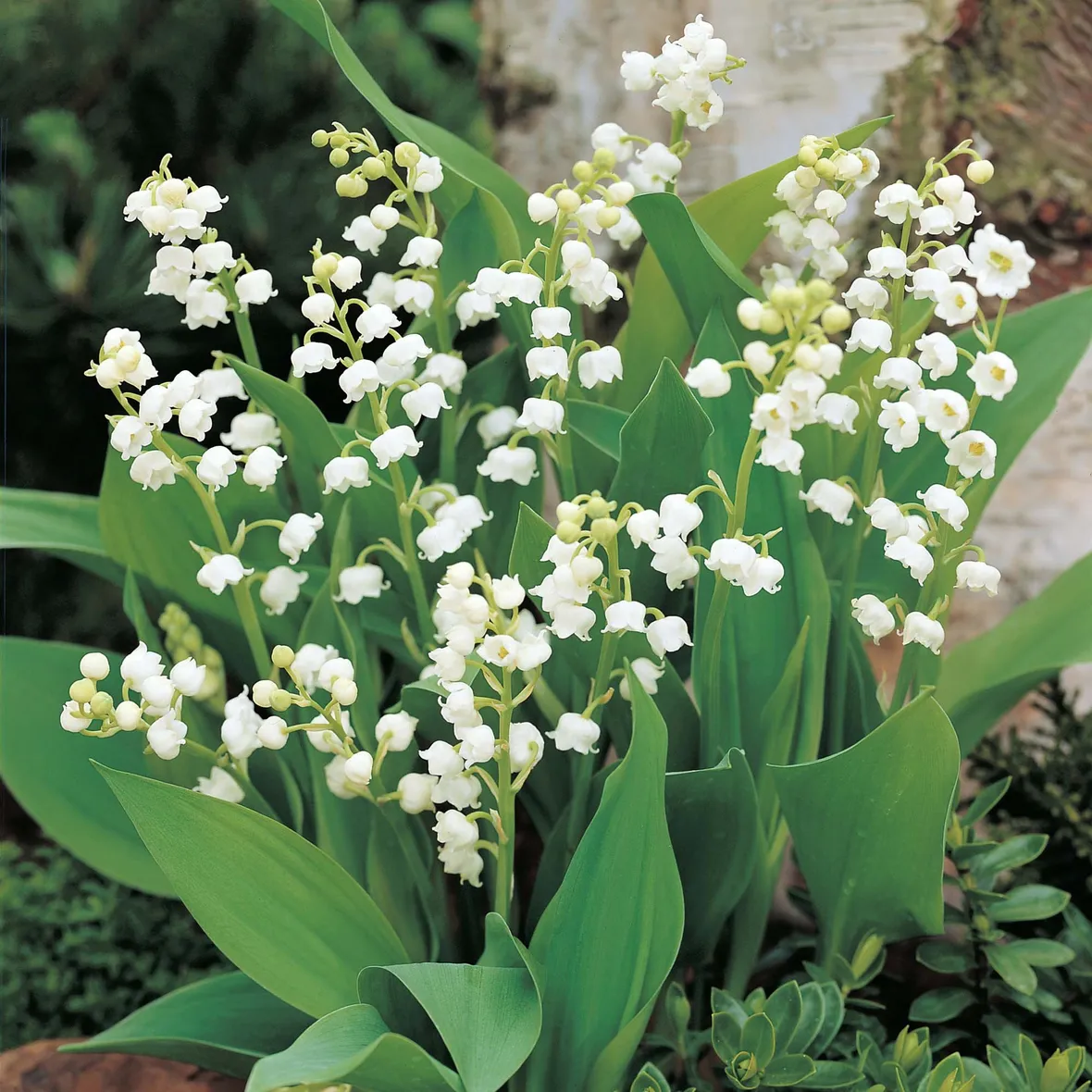 Fiori della Convallaria majalis (mughetto)