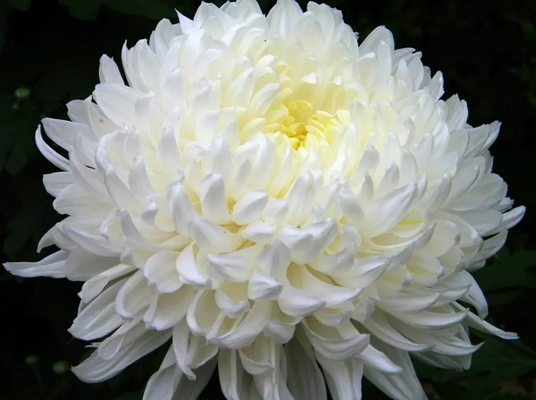 Crisantemo bianco