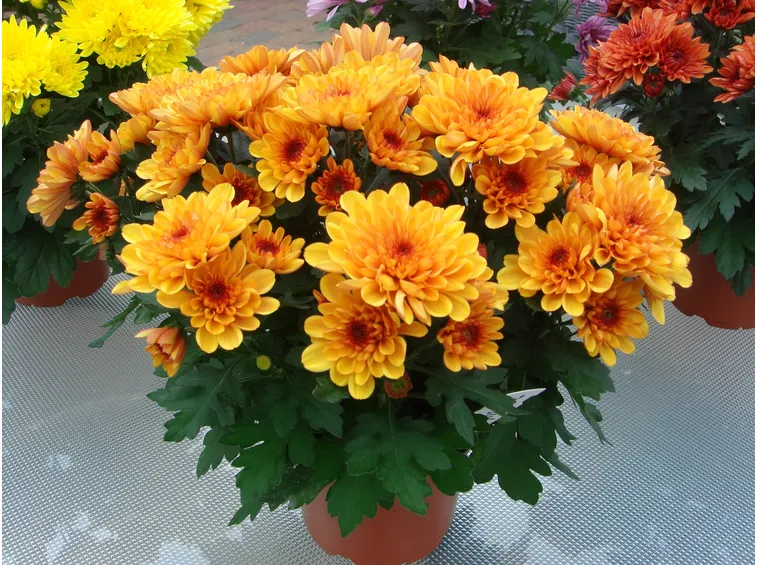 Crisantemo in vaso