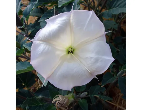 Fiore di Datura