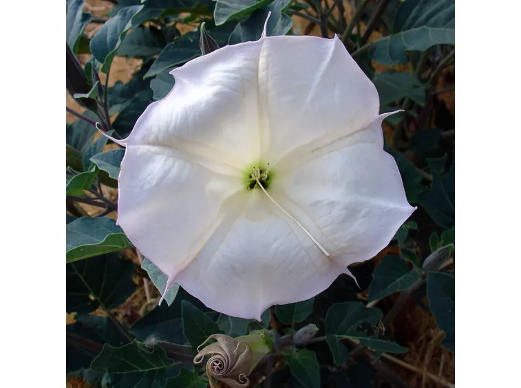 Fiore di Datura
