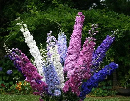 Infiorescenze delphinium