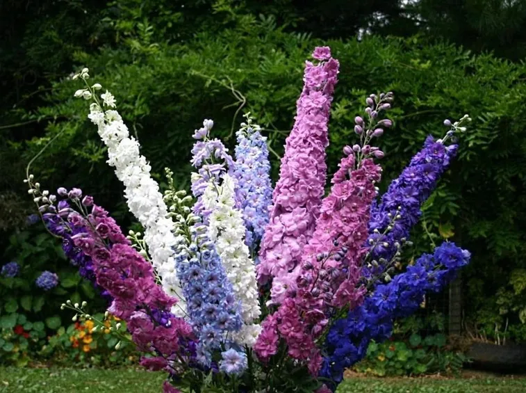 Infiorescenze delphinium