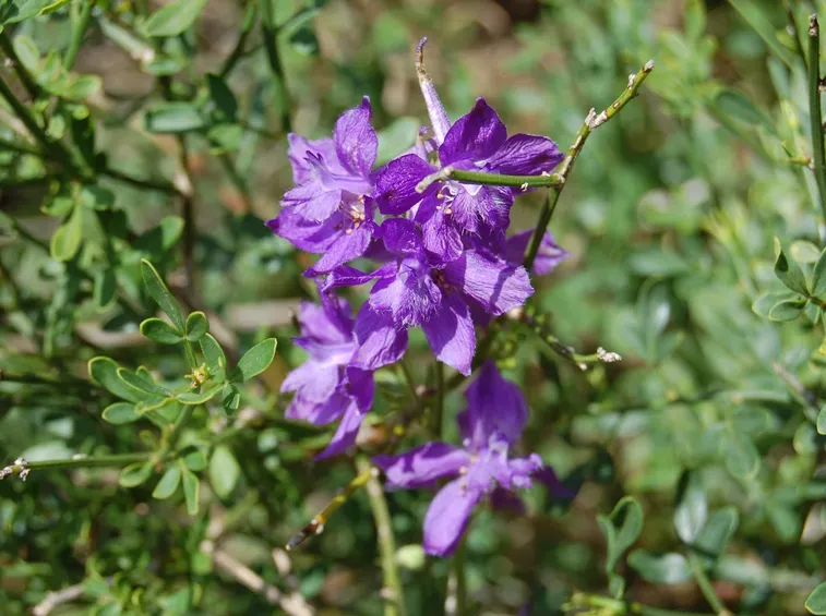 Fiori pianta delphinium