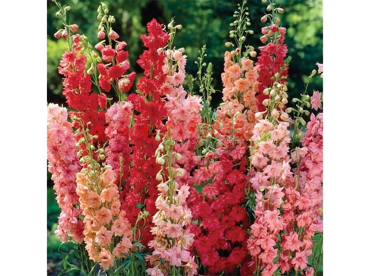 Fiori piante sempreverdi