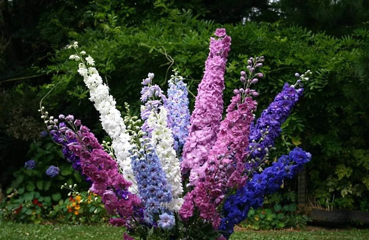 Infiorescenze delphinium