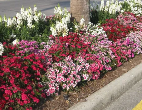 Bordura di dianthus