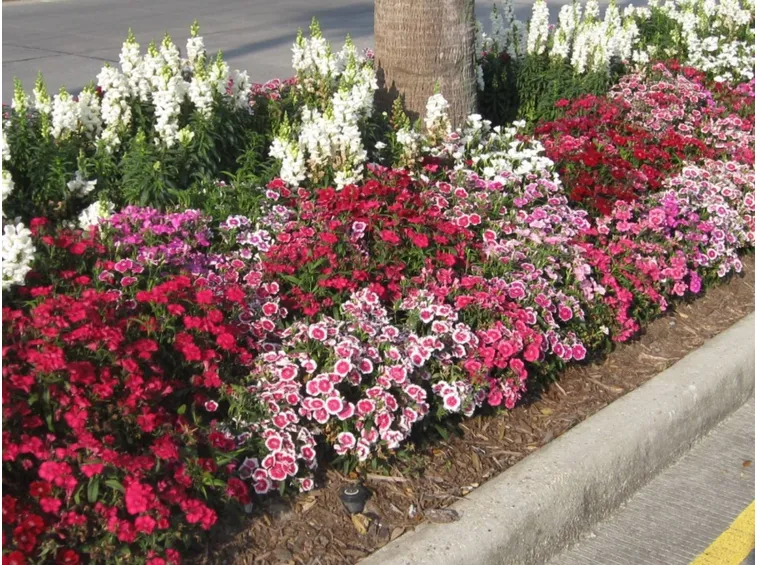 Bordura di dianthus