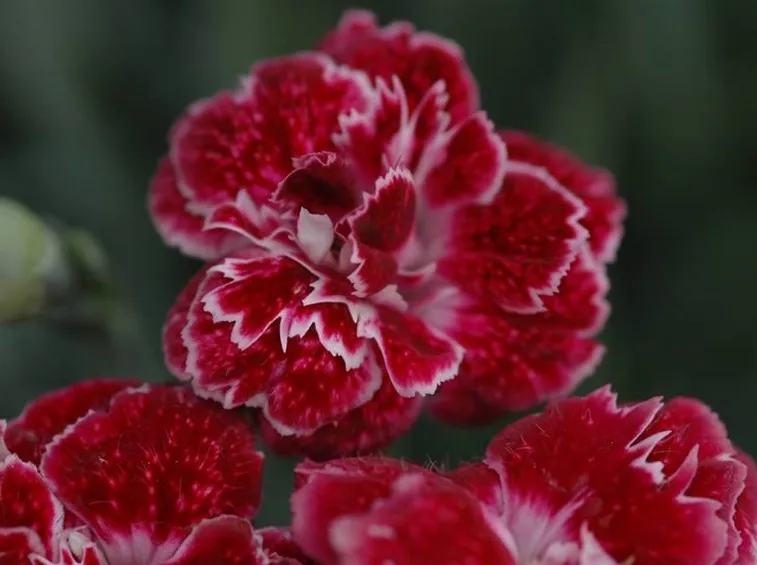 Fiore di dianthus
