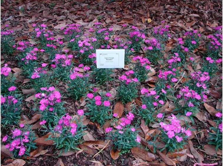 Piantine di dianthus
