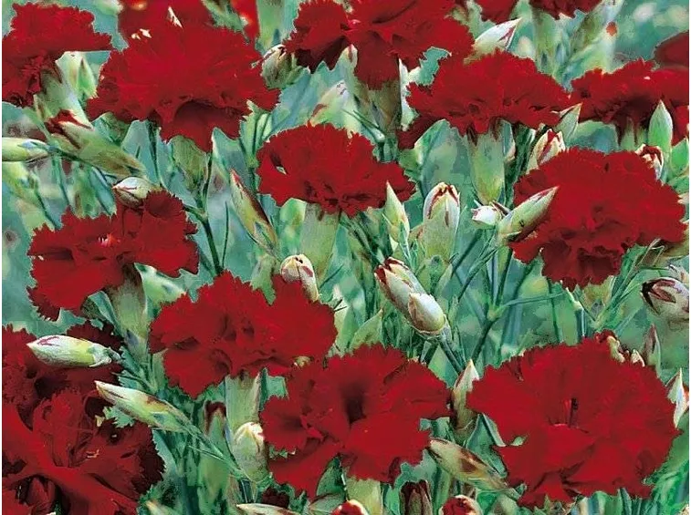 Dianthus rossi