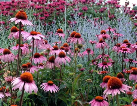 Echinacea purpurea