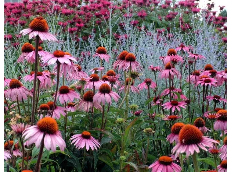 Echinacea purpurea