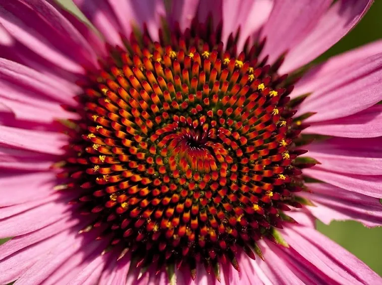 Fiore di echinacea purpurea