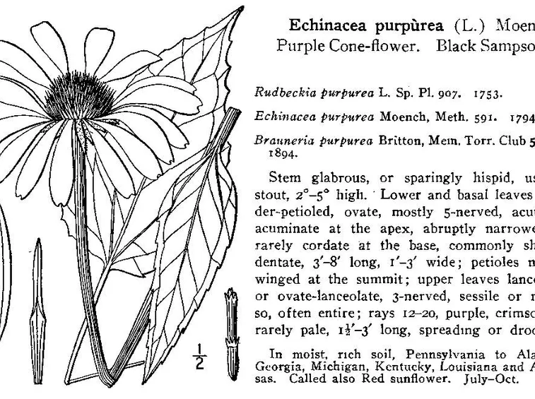 Echinacea purpurea (illustrazione)