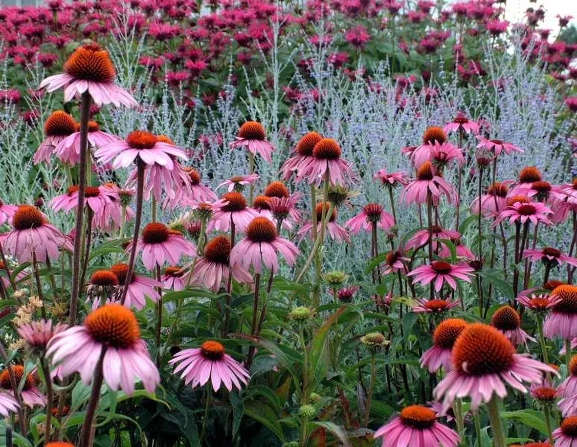 Echinacea purpurea
