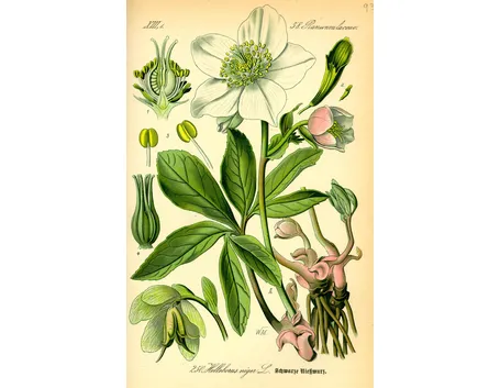 helleborus niger