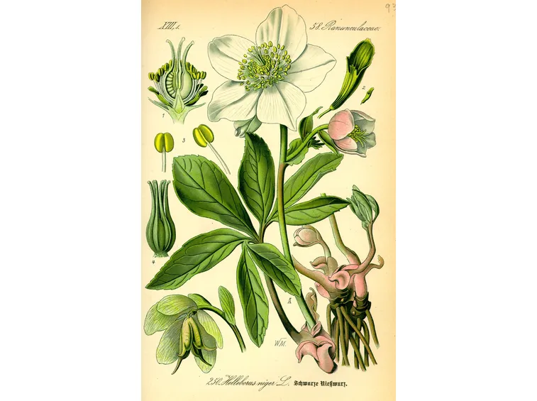 helleborus niger