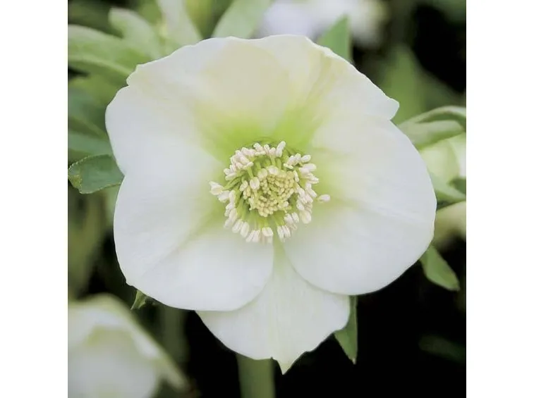 elleboro orientale bianco