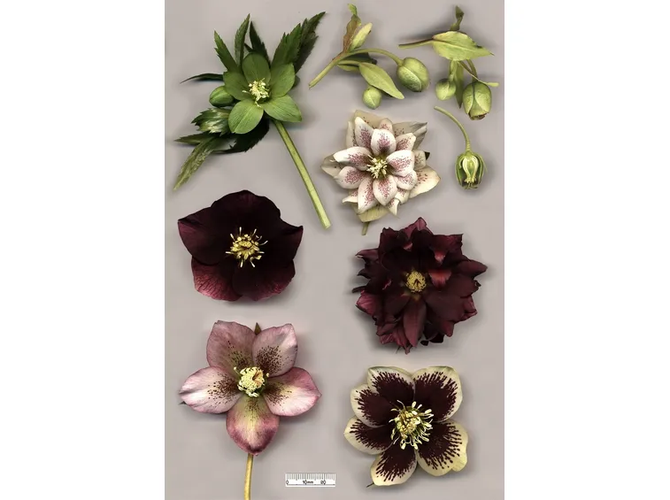fiori di elleboro