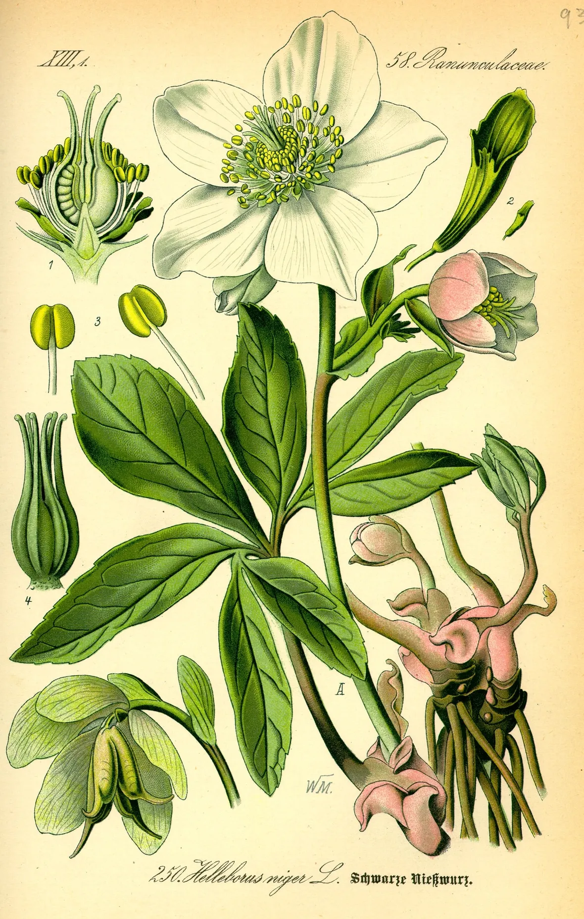 helleborus niger