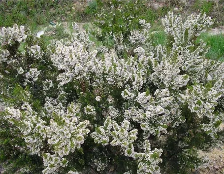 Erica arborea