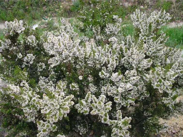 Erica arborea