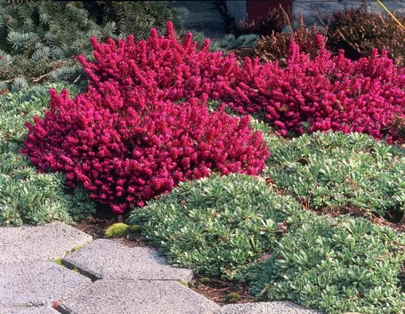 Erica pianta